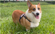 小短腿威尔斯柯基犬,教你重拾生活的美好
