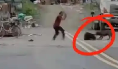 民警一枪撂倒恶犬!倒垃圾的湖南大哥差点没命 民警一枪撂倒恶犬!倒垃圾的湖南大哥差点没命