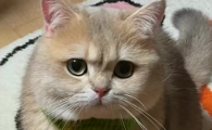 公猫尿血但是能吃能喝