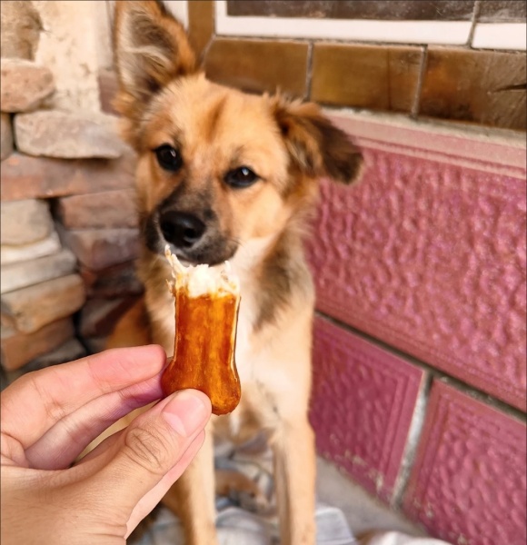 狗零食有哪些种类?这份狗零食推荐榜让馋嘴小狗乐翻天 狗零食有哪些种类?这份狗零食推荐榜让馋嘴小狗乐翻天