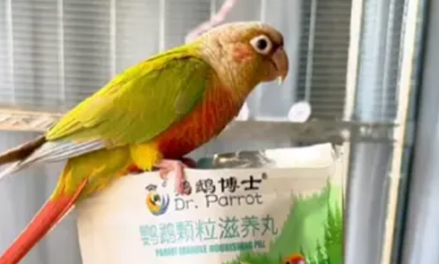 鹦鹉博士好不好 鹦鹉博士好不好