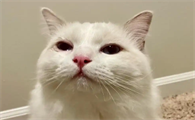 如何判断猫呼吸道感染