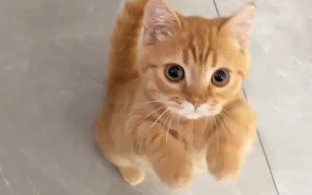 猫咪想吃薯片,急得给主人作揖。猫咪:人,求赐薯片 猫咪想吃薯片,急得给主人作揖。猫咪:人,求赐薯片