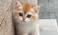 一个月小猫如何除跳蚤