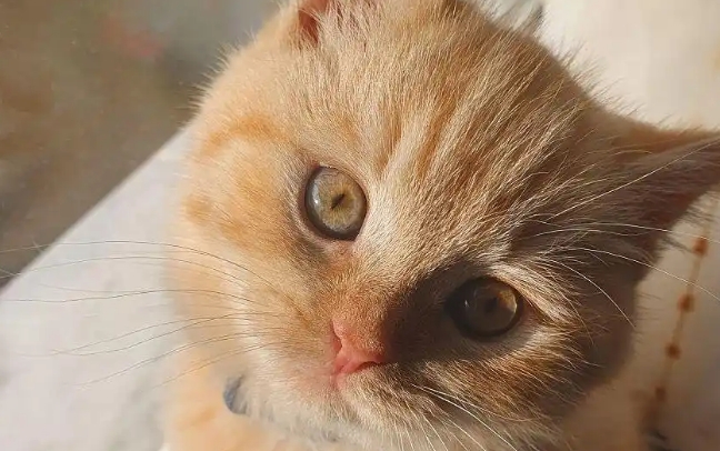 猫每天夜里叫个不停怎么办
