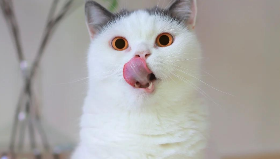 英短净梵猫：稀有花色的秘密