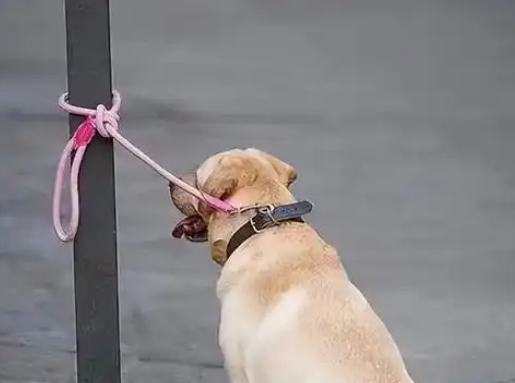 七岁小孩遭恶犬袭击,狗主人淡定拒赔,呼吁加强犬只管理 七岁小孩遭恶犬袭击,狗主人淡定拒赔,呼吁加强犬只管理