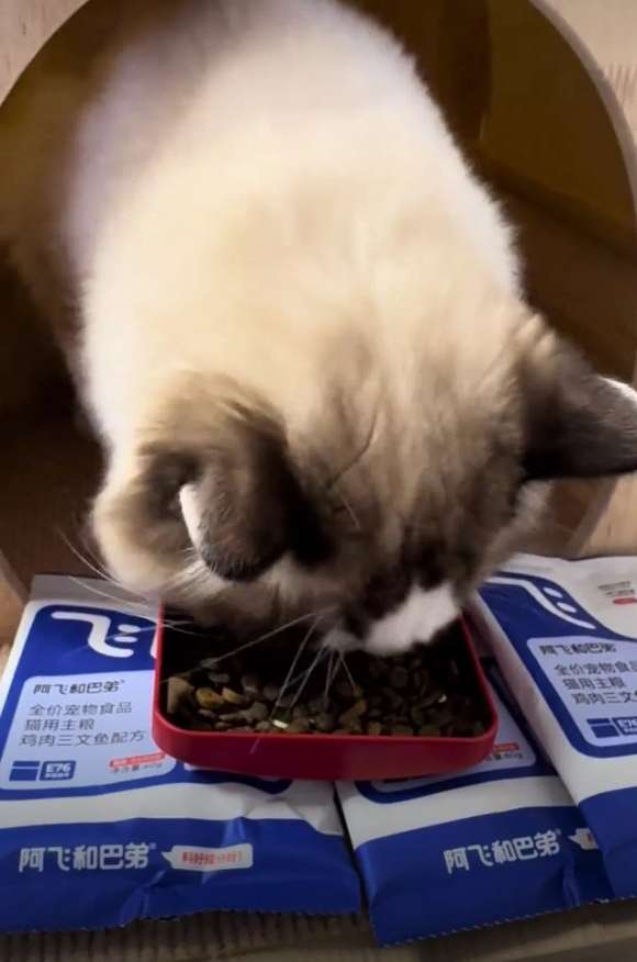 猫粮哪个牌子好又安全又便宜?5年资深铲屎官强推阿飞和巴弟 猫粮哪个牌子好又安全又便宜?5年资深铲屎官强推阿飞和巴弟