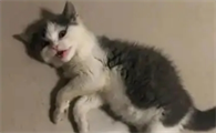 猫传腹可以喝牛奶吗