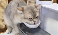 猫咪的水多久换一次