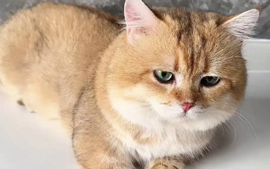 猫咪分离焦虑是怎么回事