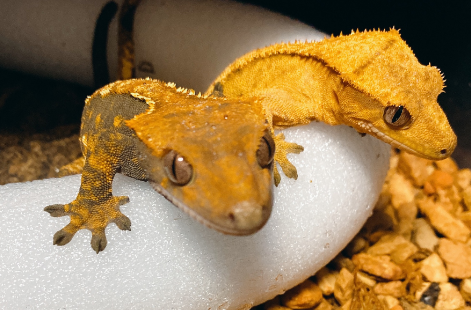 守宫怎么看公母？大伙都来看看~