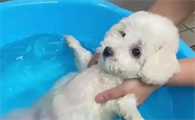 狗狗多大能洗澡