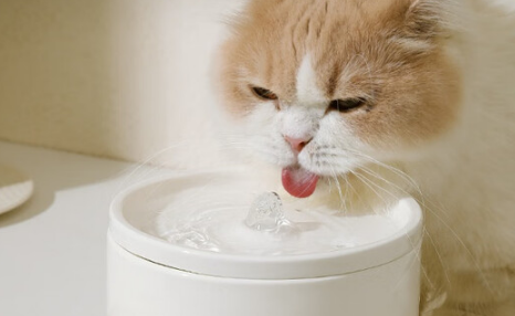 让猫咪爱上喝水的神器：郦狼猫咪饮水机