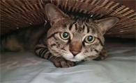 猫口腔溃疡有啥症状