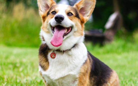 威尔斯柯基犬要不要放房间里睡？来看看关于柯基的介绍