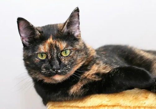 玳瑁猫和三花猫的区别？从拼色到性格