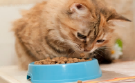 好猫粮配料表是什么样？爱猫严选诠释好猫粮标准