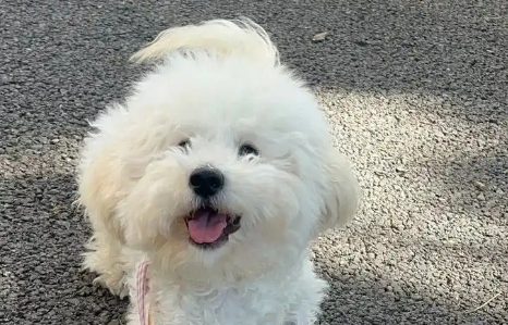 狗狗有点咳嗽吃什么药