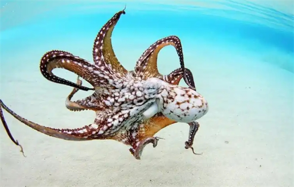 高智商章鱼，它有很大概率成为“海洋的主宰”