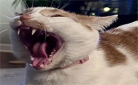 猫咪黑下巴的原因是什么呢