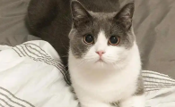 猫咪心脏病的早期症状