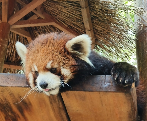 小熊猫是什么物种 小熊猫是什么物种