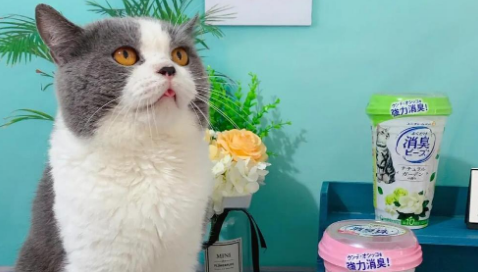 佳乐滋猫砂除臭珠:猫咪除臭新选择 佳乐滋猫砂除臭珠:猫咪除臭新选择