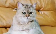 猫咪吐黄水有泡沫不吃东西