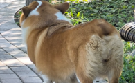 犬瘟狗狗能吃水果么
