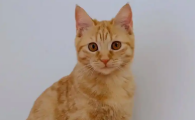猫咪闻花露水会中毒吗
