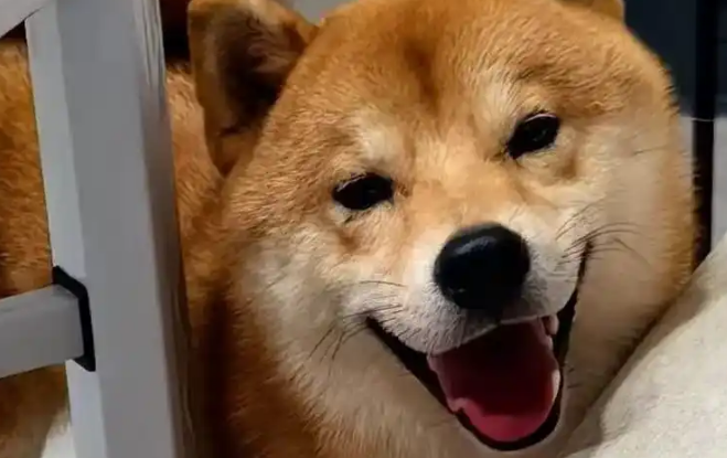 狗狗喜欢吃的食物有哪些