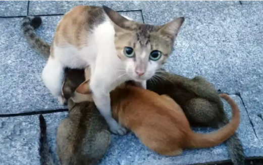 绑在母猫脖子上的4只小猫,被救下送回它的身边后,还是回了喵星 绑在母猫脖子上的4只小猫,被救下送回它的身边后,还是回了喵星