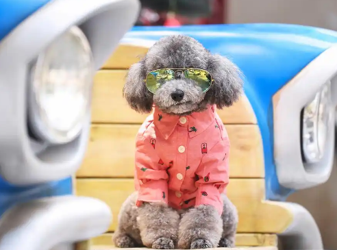 泰迪犬到底有多少个品种?一文厘清 “网红犬” 的分类 泰迪犬到底有多少个品种?一文厘清 “网红犬” 的分类