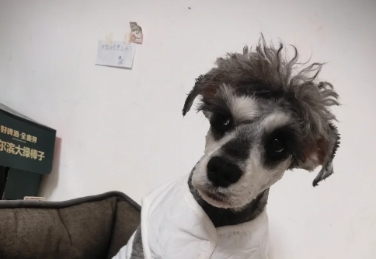 狗狗呕吐吃什么药最好最有效