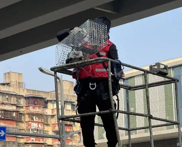 城市里的“猫咪消防员”:8年救下3927只猫,曾一天接到六七个求助 城市里的“猫咪消防员”:8年救下3927只猫,曾一天接到六七个求助