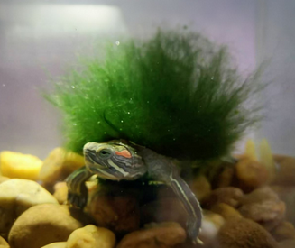 绿毛龟好不好 绿毛龟好不好