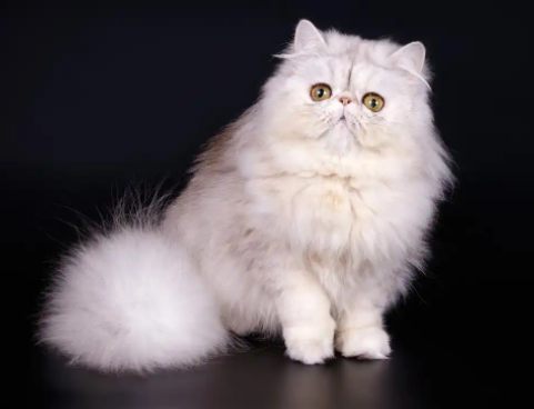 高贵血统波斯猫：猫咪界的奢华代表！