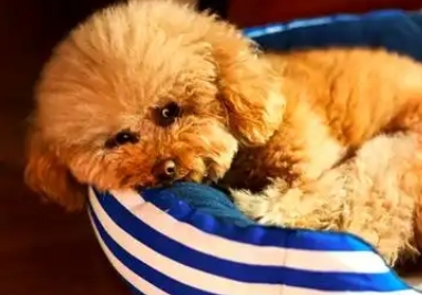 幼犬肠胃炎治疗方法是什么