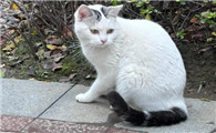 为什么不建议养净梵猫？一起来看看！