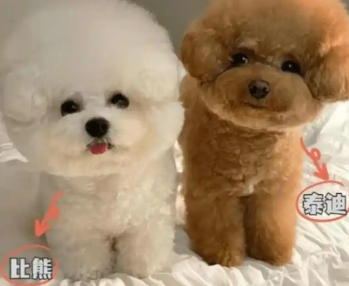 终于明白“比熊和泰迪”有什么区别了 终于明白“比熊和泰迪”有什么区别了
