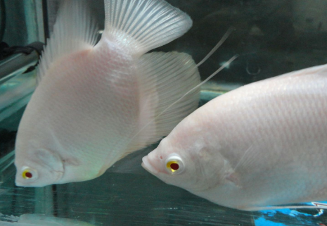 招财鱼水温度多少最佳?快来看看! 招财鱼水温度多少最佳?快来看看!