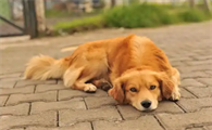 狗骨折吃什么食物恢复得快