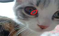 小猫咪眼睛分泌物多眼睛睁不开是咋了？