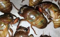 金蝉养殖有风险吗