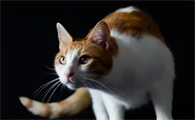 猫打完疫苗后为什么精神不好