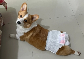 狗狗大姨妈来多久才能配种