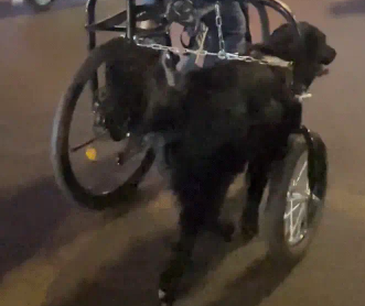 男子路遇遛狗三轮车,狗子带着车子跑。网友:三轮四驱新能源 男子路遇遛狗三轮车,狗子带着车子跑。网友:三轮四驱新能源