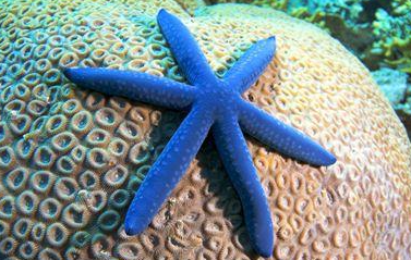 蓝色的海星能吃吗 蓝色的海星能吃吗