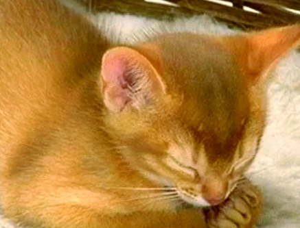 简州猫的传奇来历与多样的毛色特点 简州猫的传奇来历与多样的毛色特点